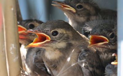 Pied Wagtail Nest at the Dry-Air Plant